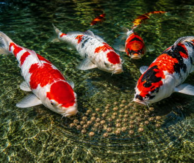 Premium floating koi food pellets for healthy growth, colour and nutrition – Koi Empire South Africa