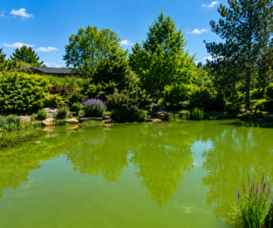 Green algae pond water surrounded by plants and trees in a sunny garden.